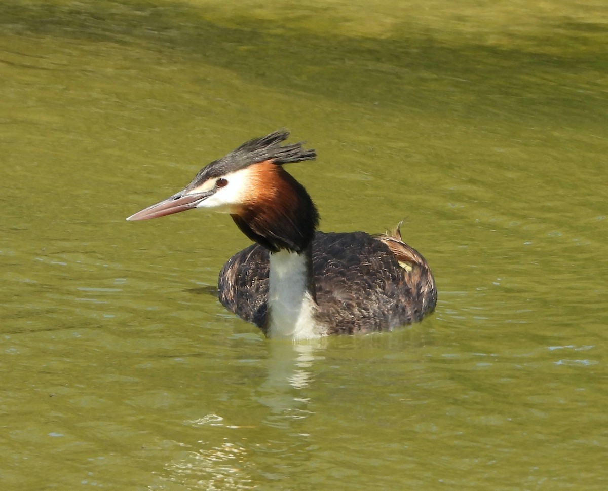 Great Crested Grebe - ML615243185