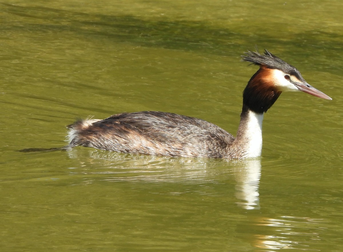 Great Crested Grebe - ML615243186