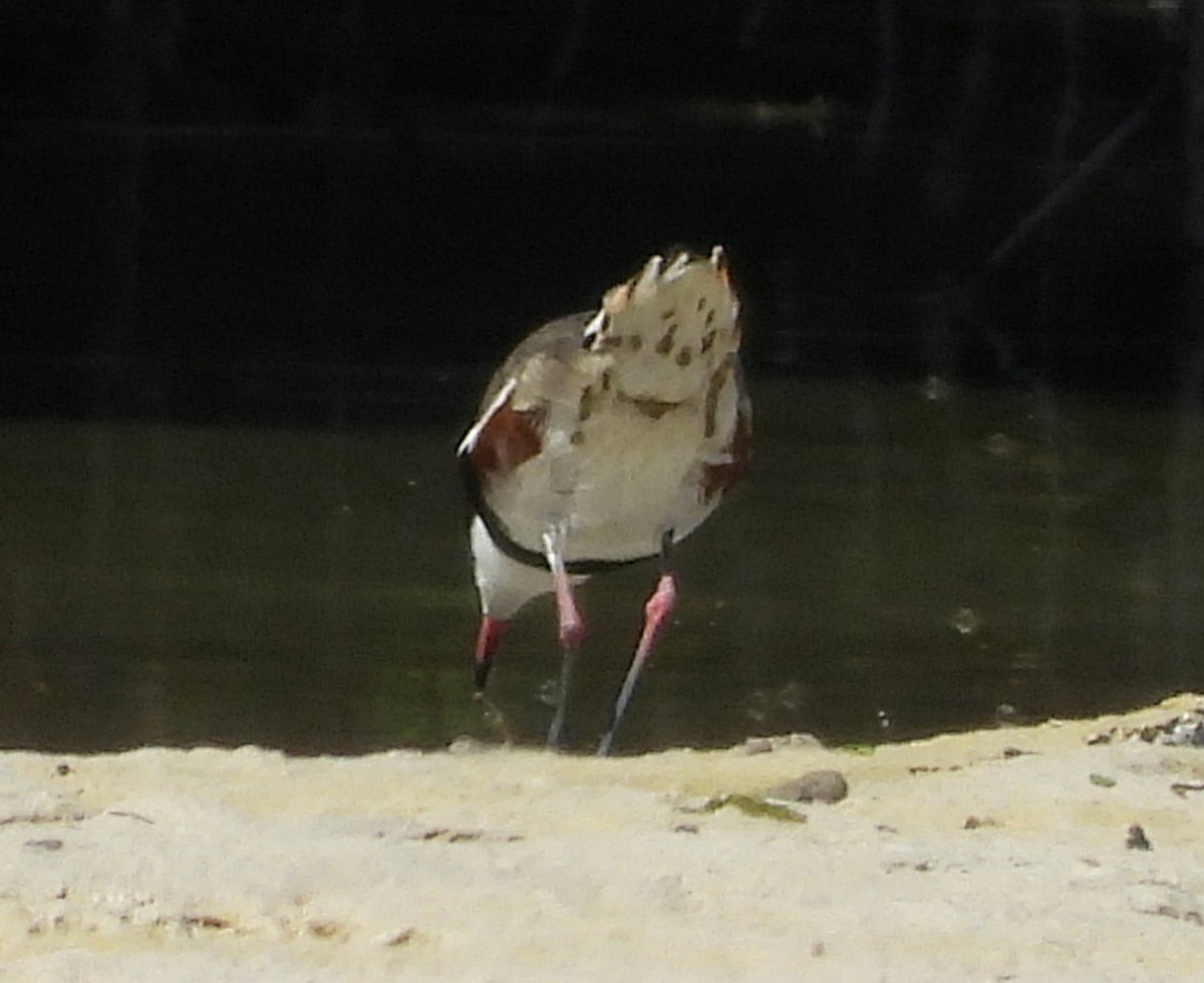 Red-kneed Dotterel - ML615243202