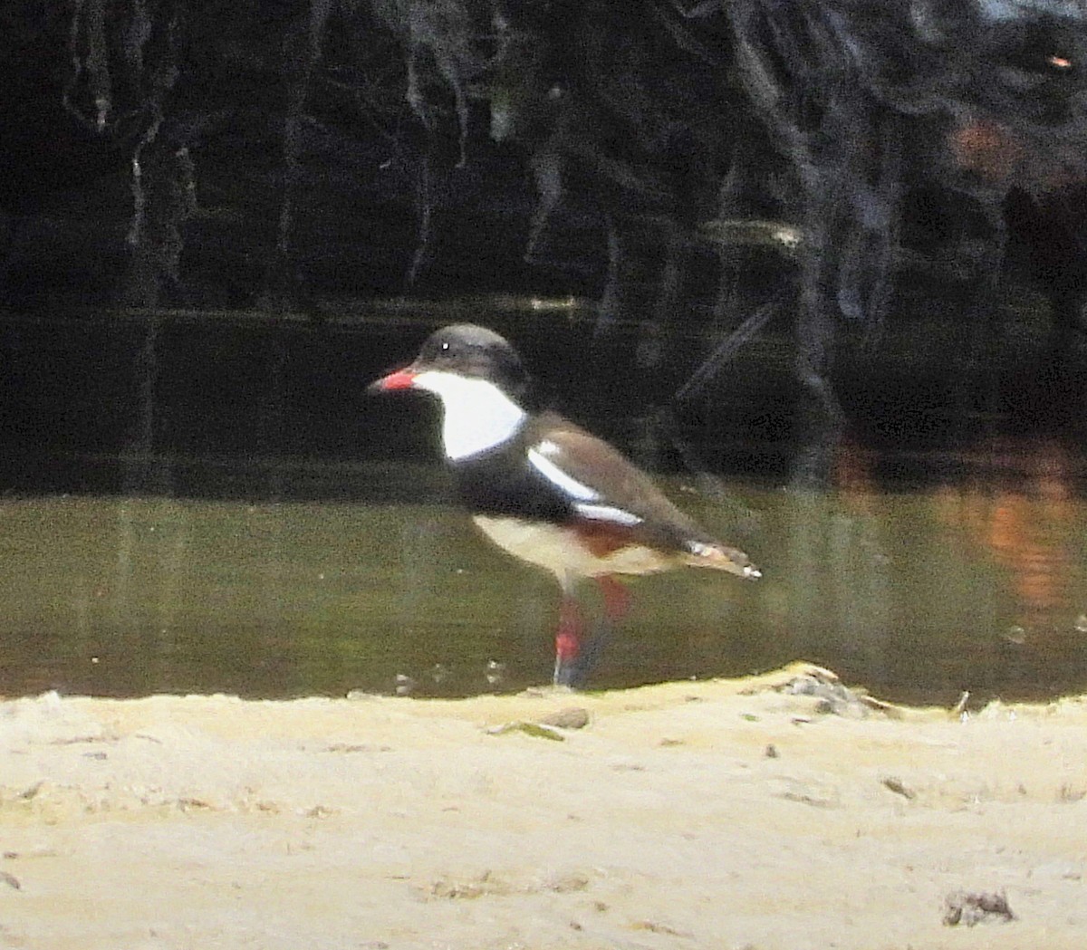 Red-kneed Dotterel - ML615243204