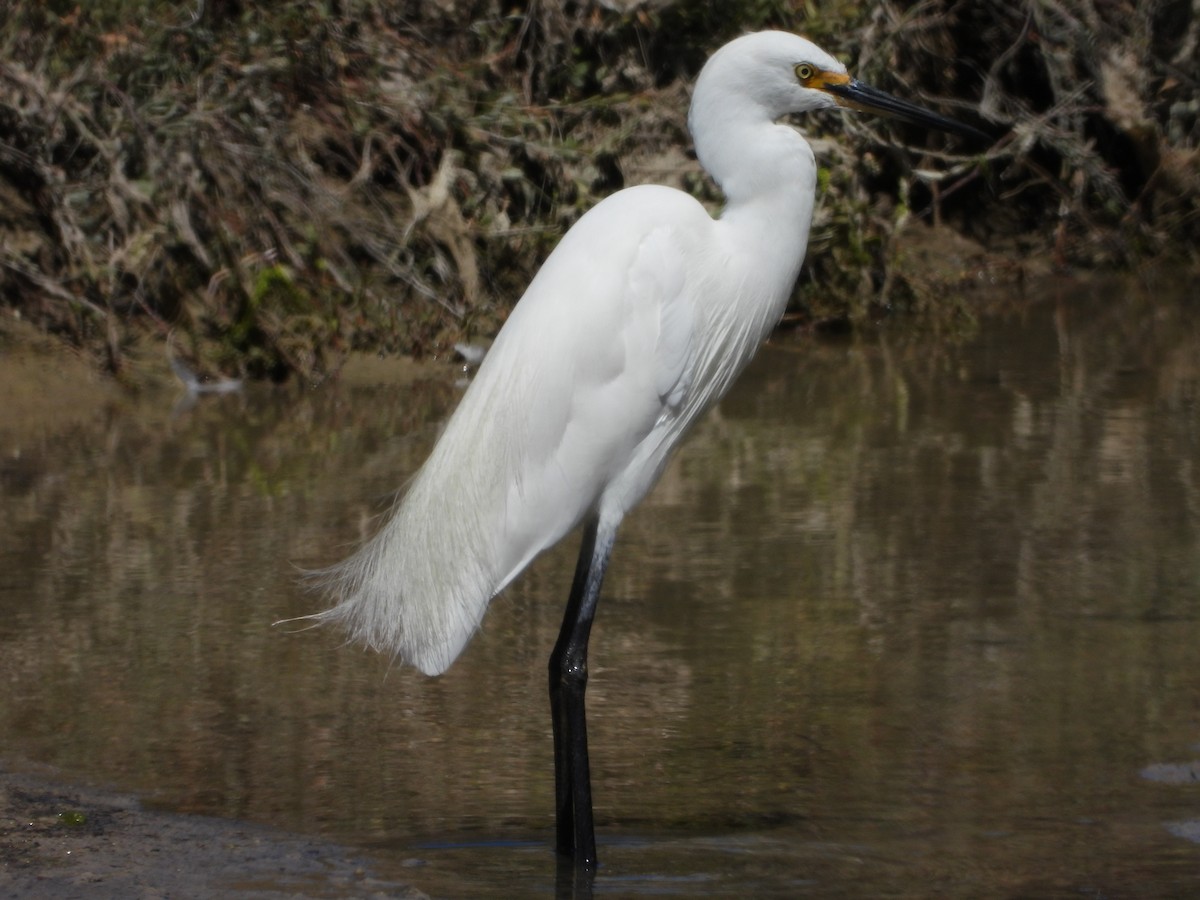 Little Egret - ML615243212