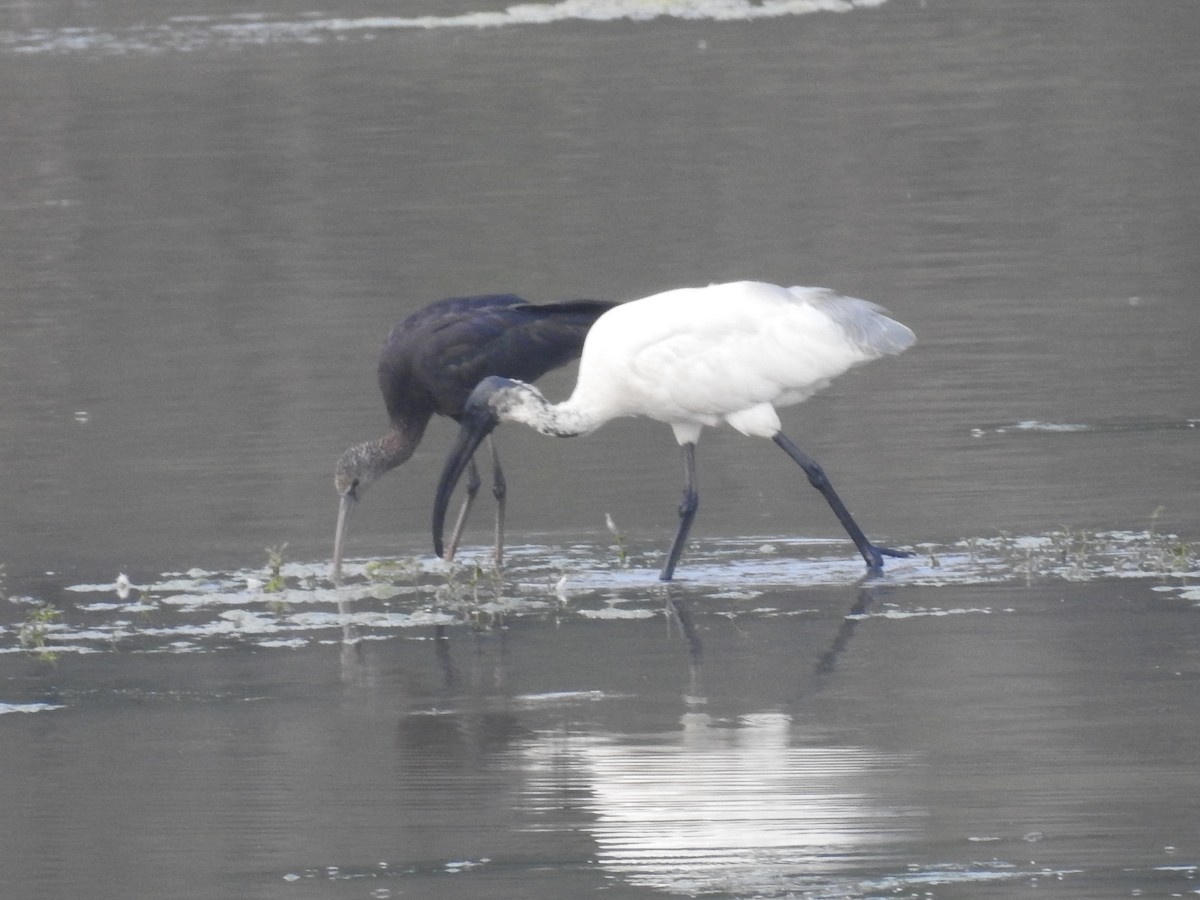 Black-headed Ibis - Sureshbabu K