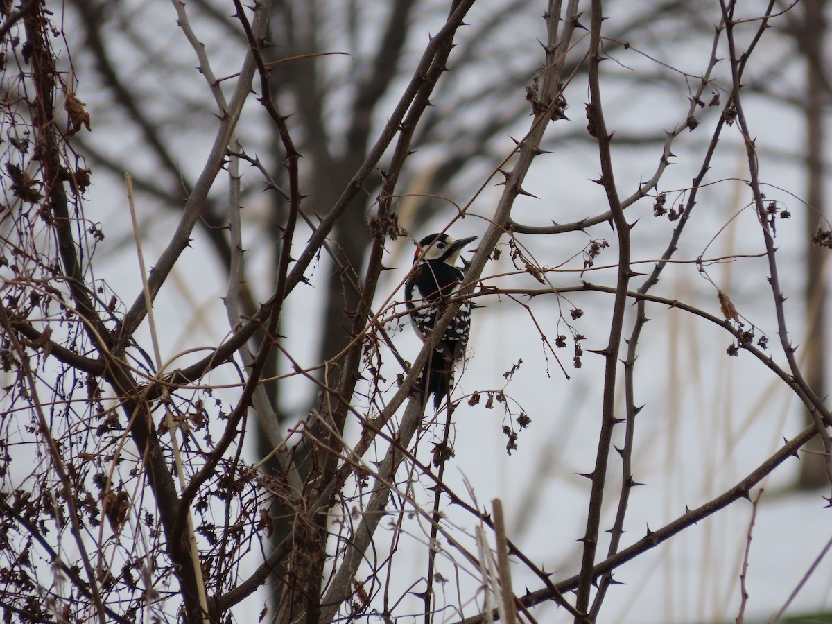 Great Spotted Woodpecker - ML615243282