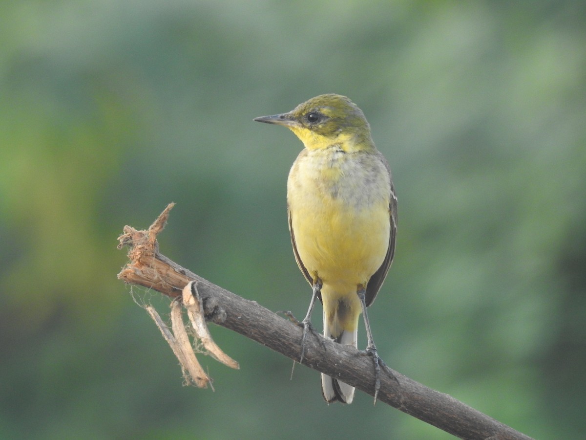 Western Yellow Wagtail - Sureshbabu K