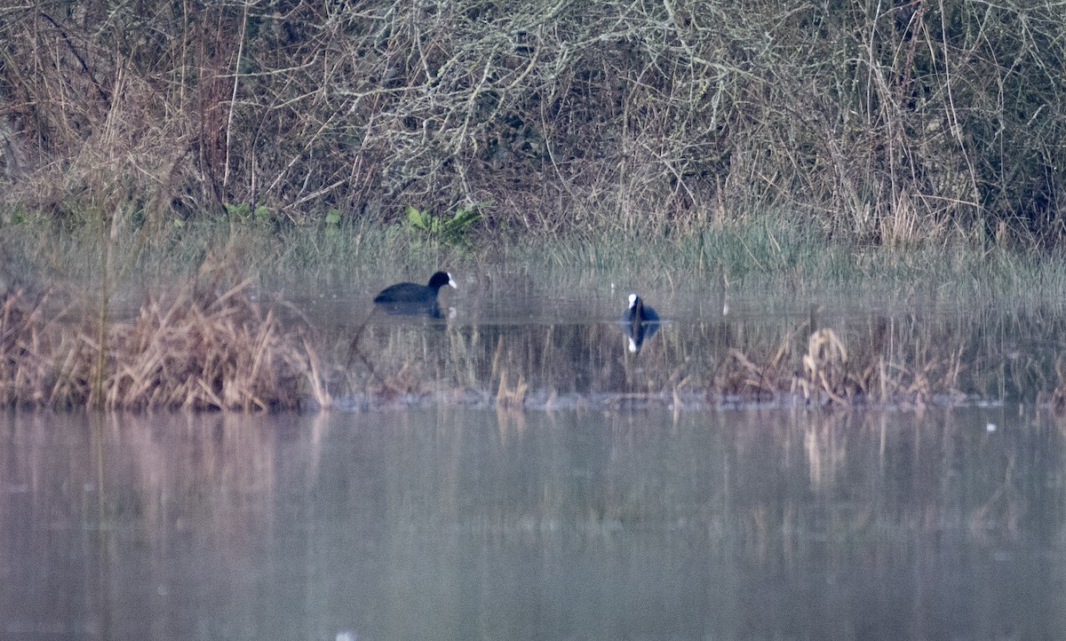 Eurasian Coot - ML615243294