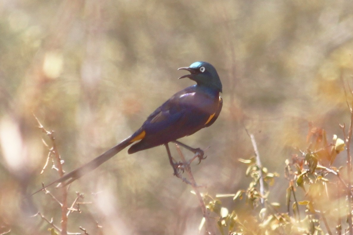 Golden-breasted Starling - ML615243303