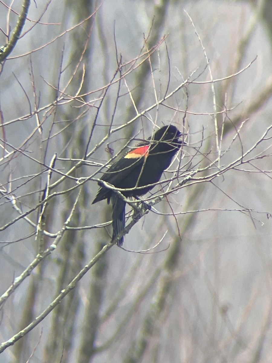 Red-winged Blackbird - ML615243331
