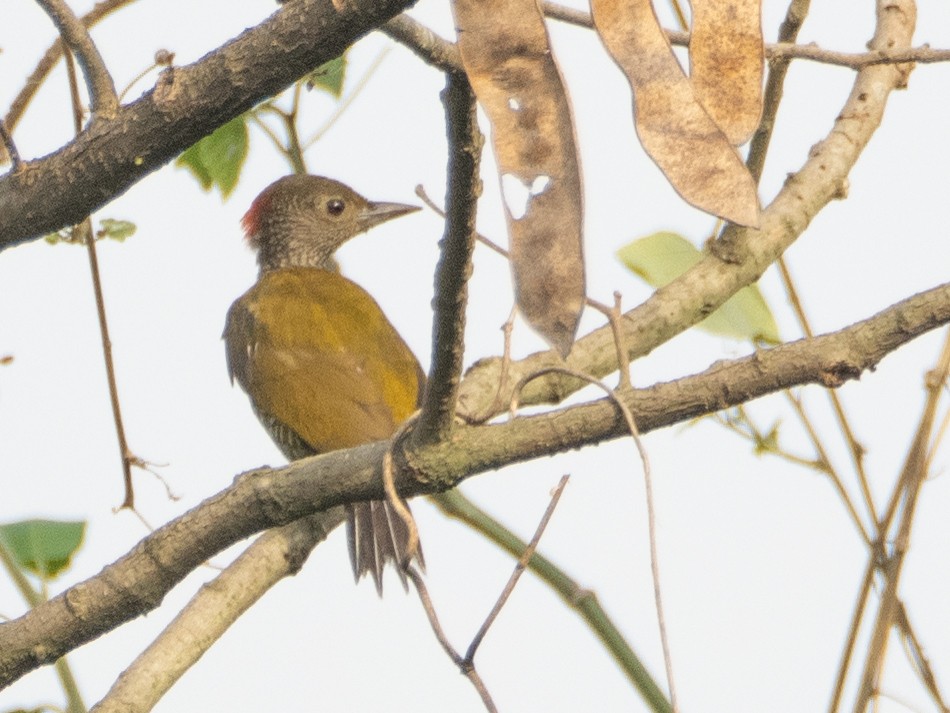 Buff-spotted Woodpecker - Gavin Ailes