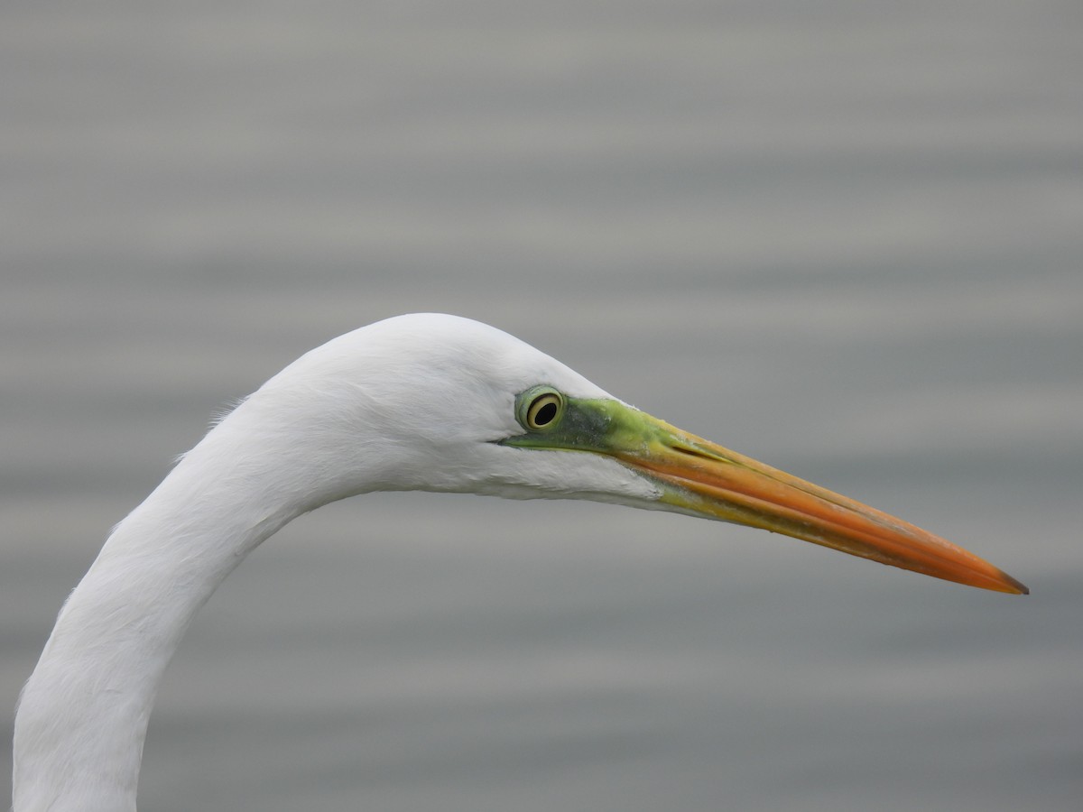Great Egret - Carmel Ravid