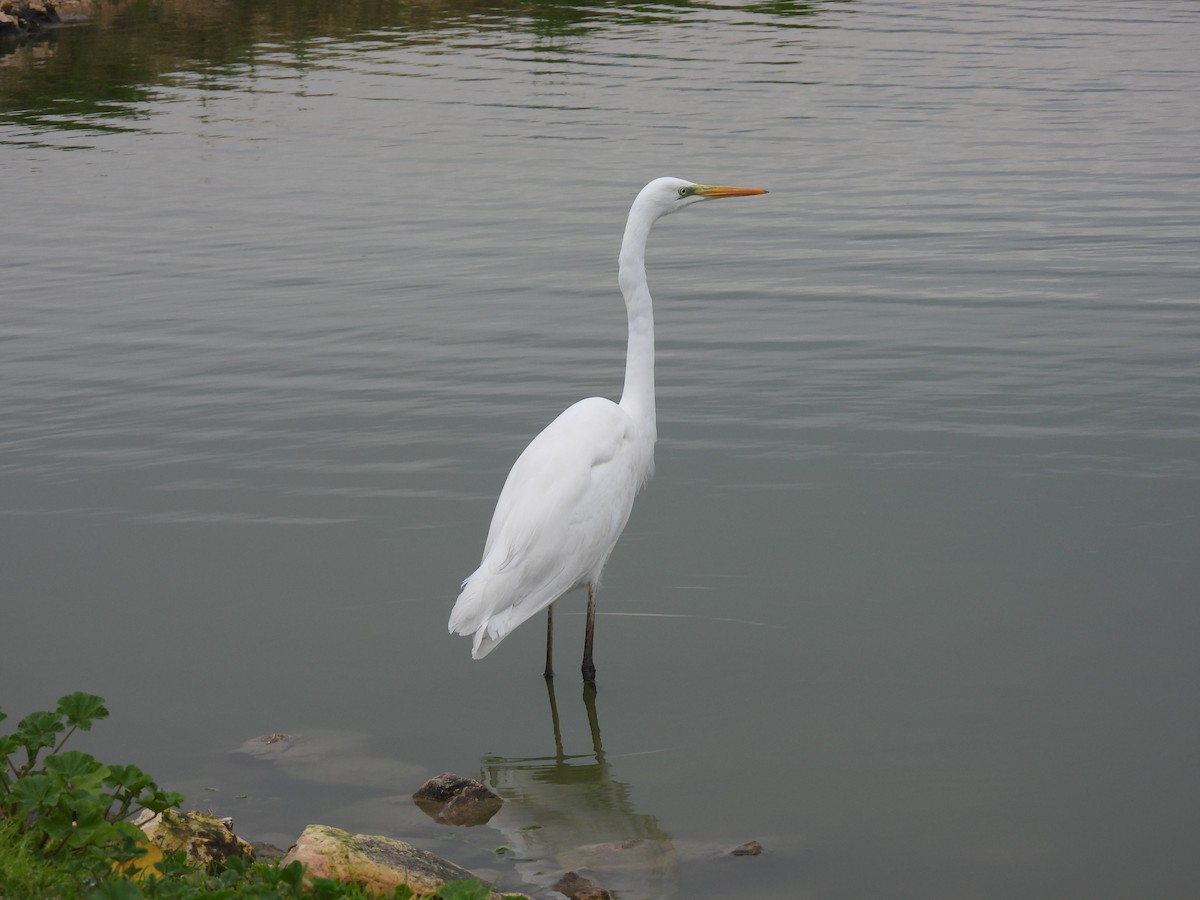 Great Egret - ML615243373