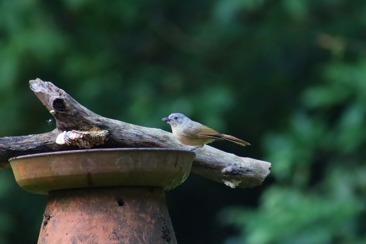 Brown-cheeked Fulvetta - P B