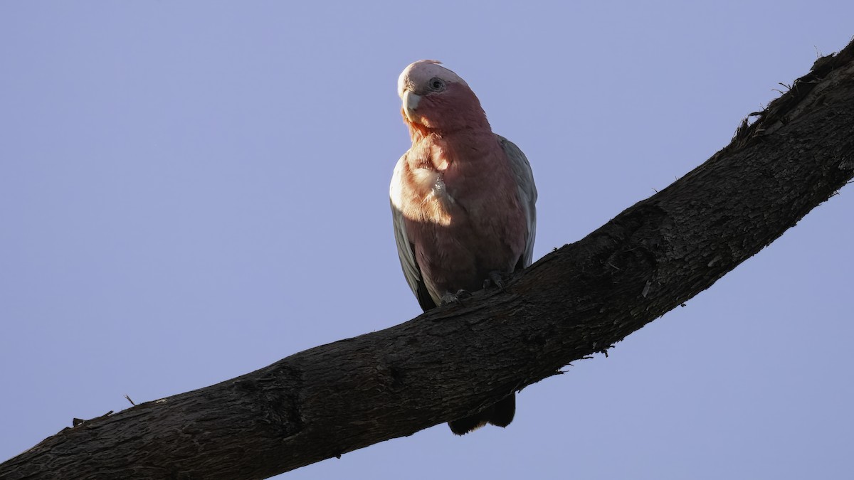 Galah - Markus Craig