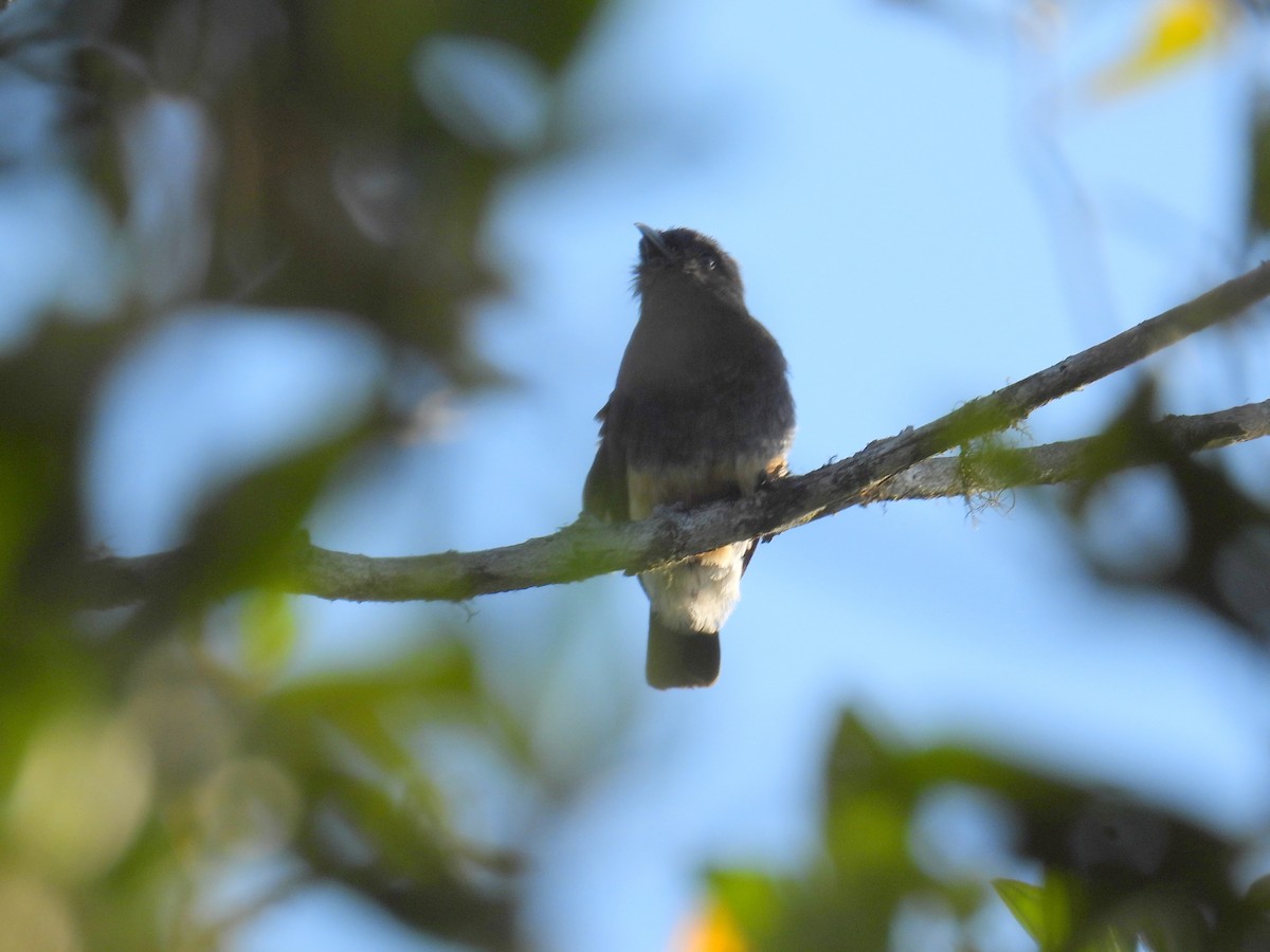 Swallow-winged Puffbird - ML615243555