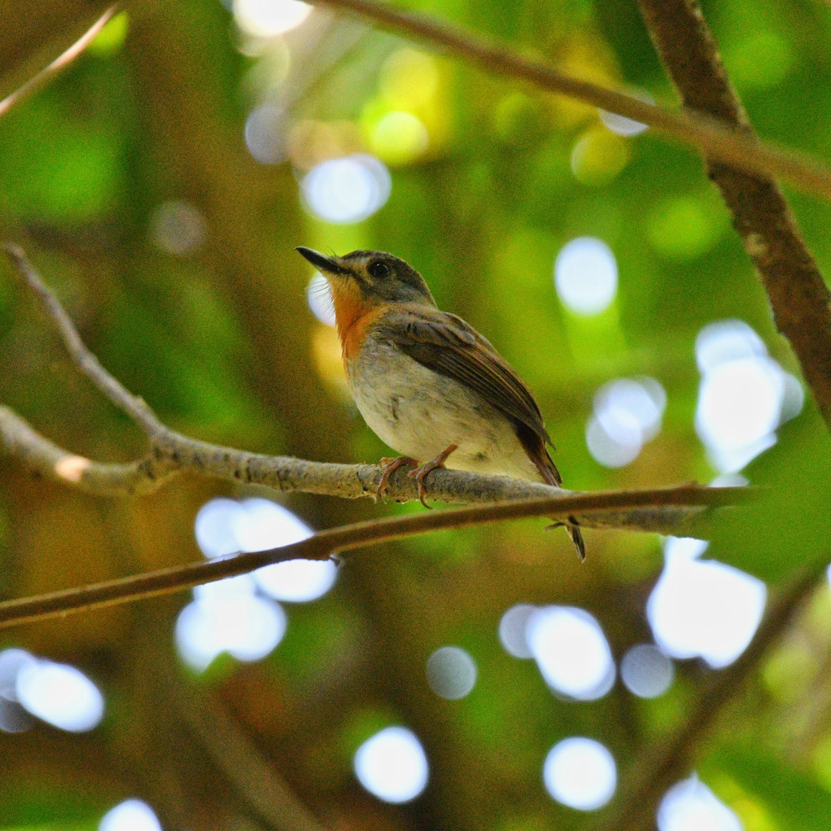 White-bellied Blue Flycatcher - ML615243645