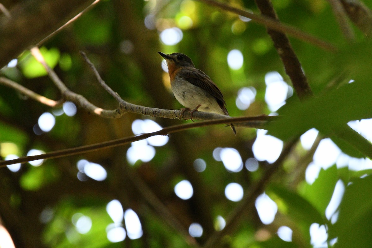 White-bellied Blue Flycatcher - ML615243646