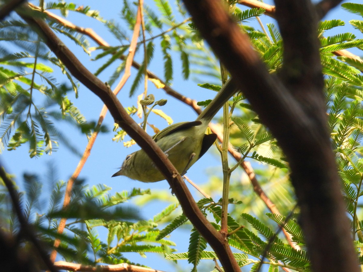 Bahia Tyrannulet - ML615243647