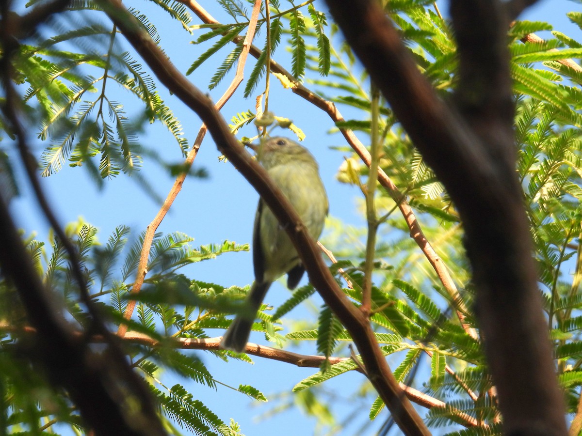 Bahia Tyrannulet - ML615243648