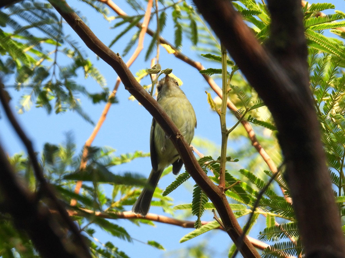 Bahia Tyrannulet - ML615243649