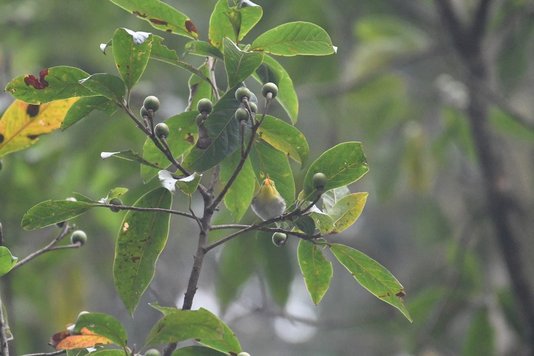 Yellow-vented Warbler - ML615243664