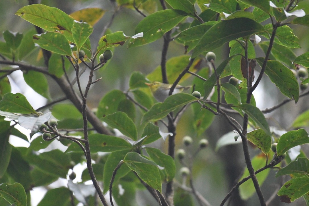 Yellow-vented Warbler - ML615243667