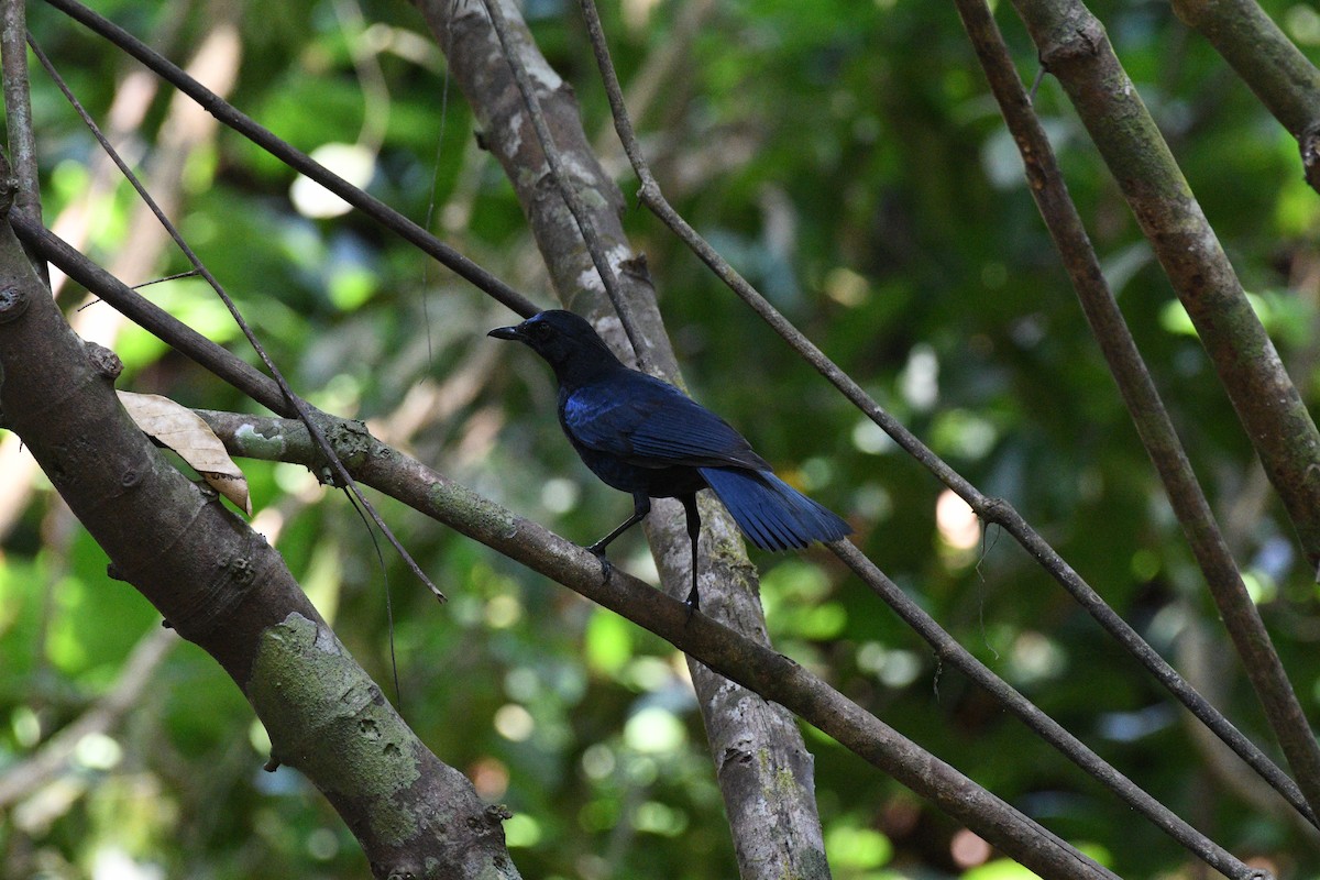 Malabar Whistling-Thrush - ML615243670