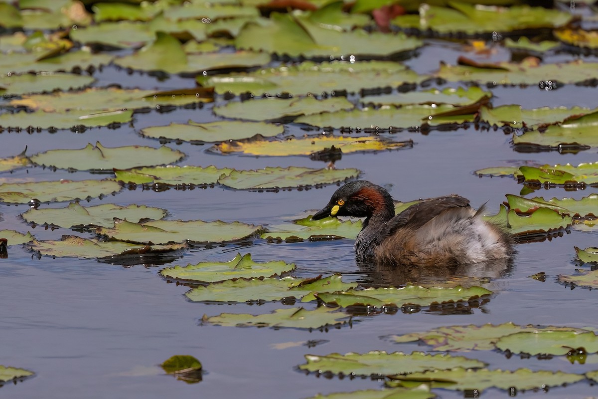 Australasian Grebe - Jaap Velden