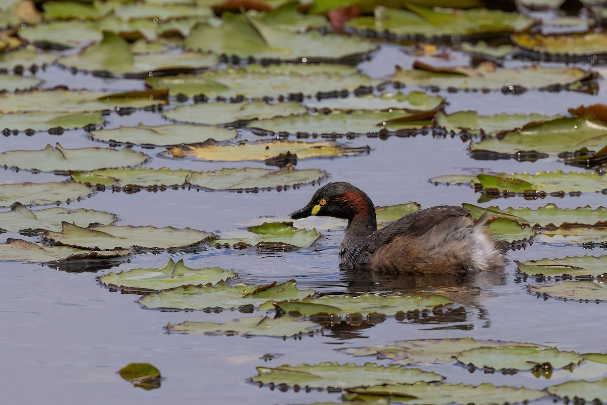 Australasian Grebe - ML615243684