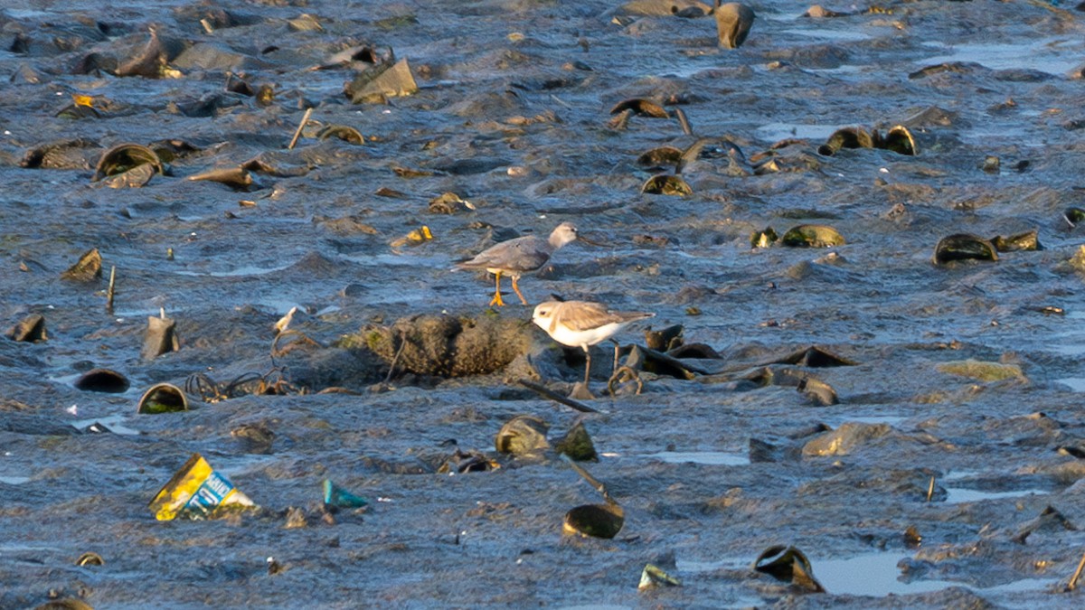 Terek Sandpiper - ML615243700