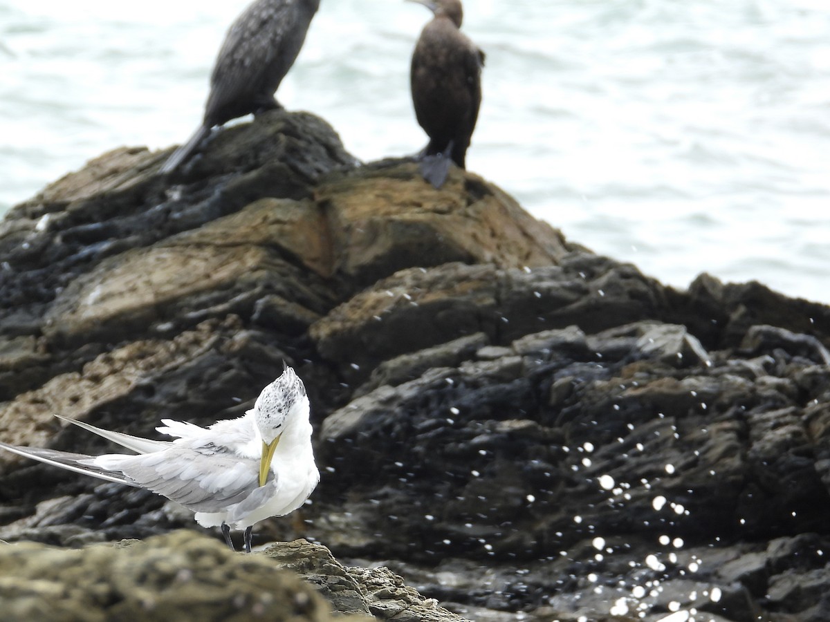 Great Crested Tern - ML615243709