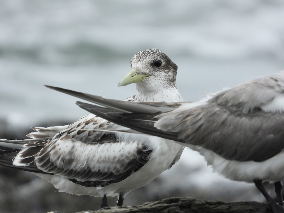 Great Crested Tern - ML615243710