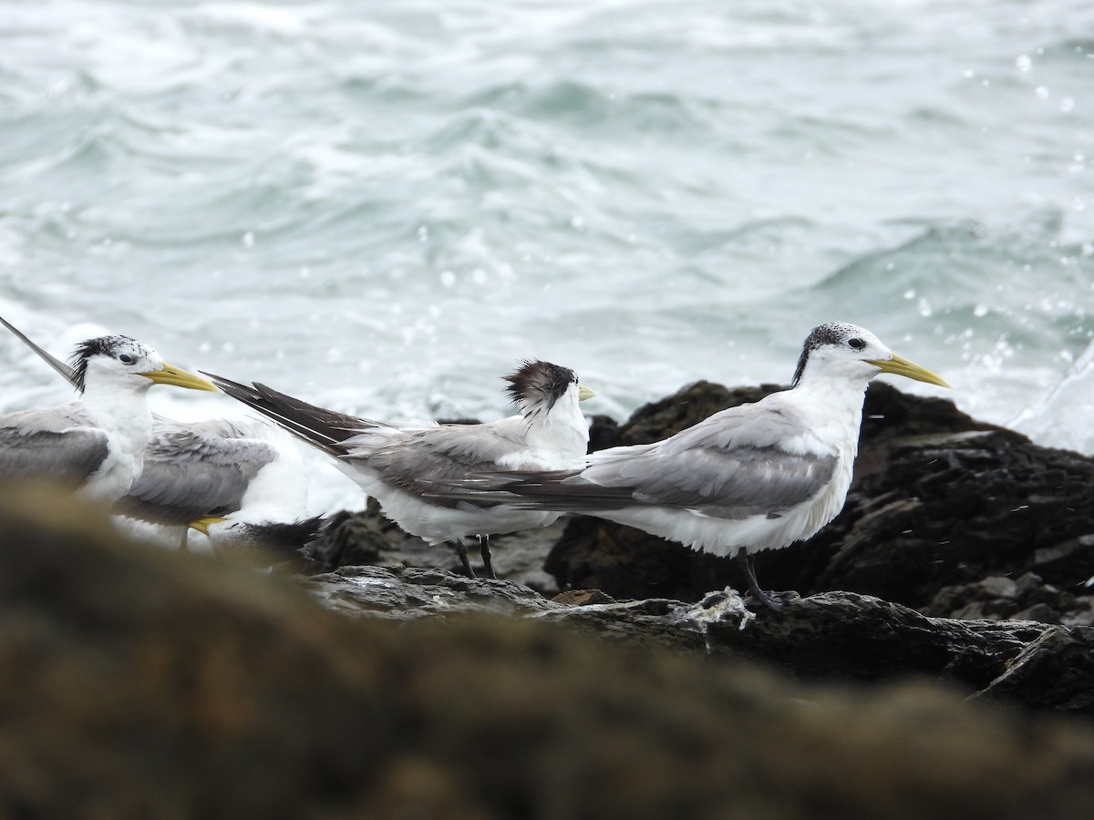 Great Crested Tern - ML615243711