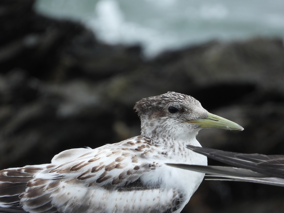 Great Crested Tern - ML615243712