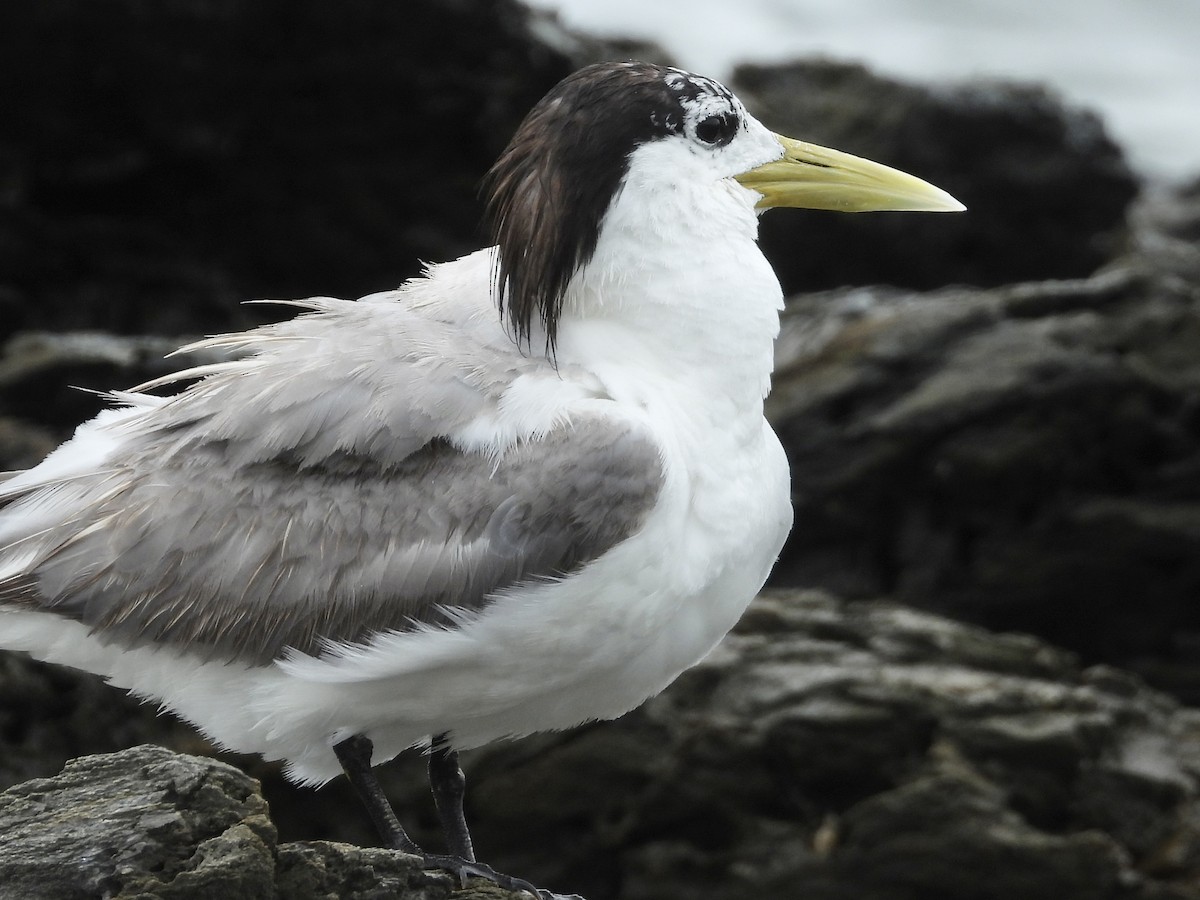 Great Crested Tern - ML615243715