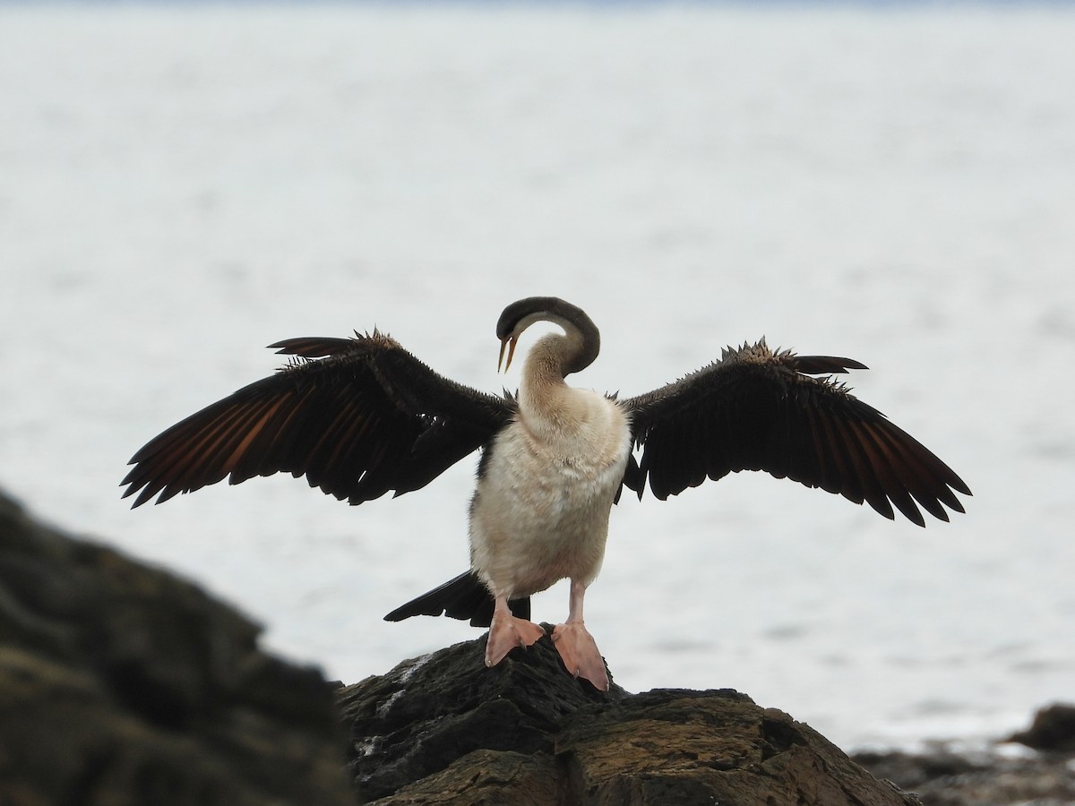 Australasian Darter - ML615243719