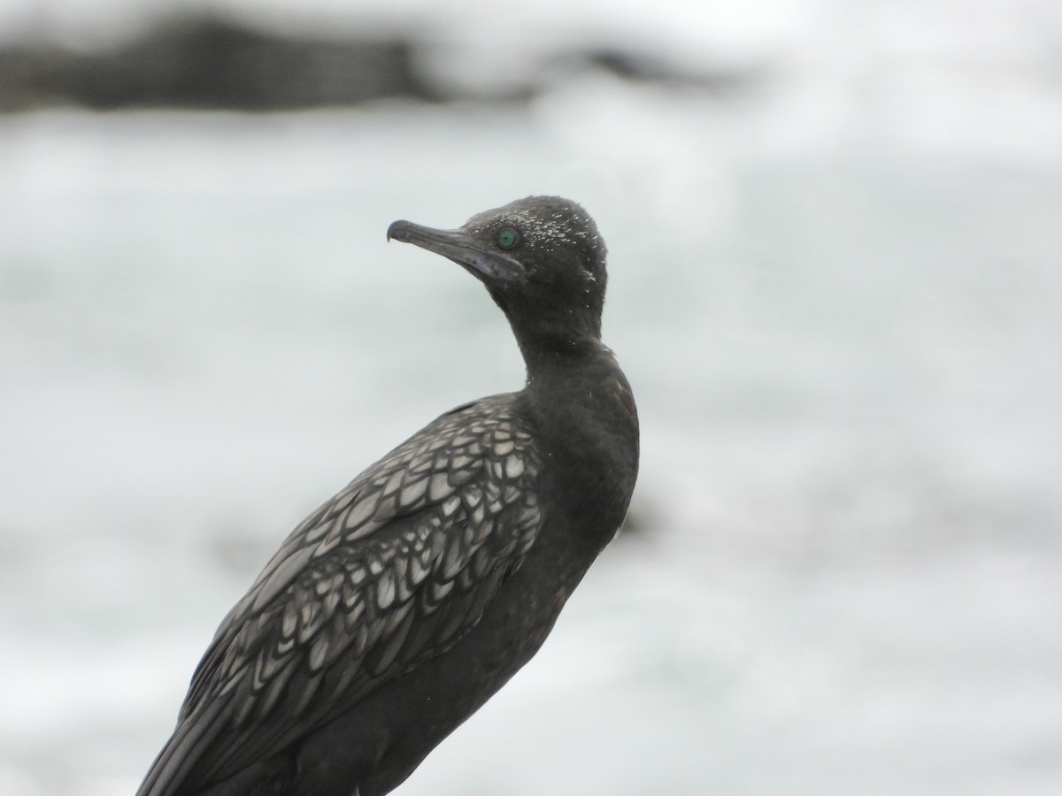 Little Black Cormorant - ML615243723