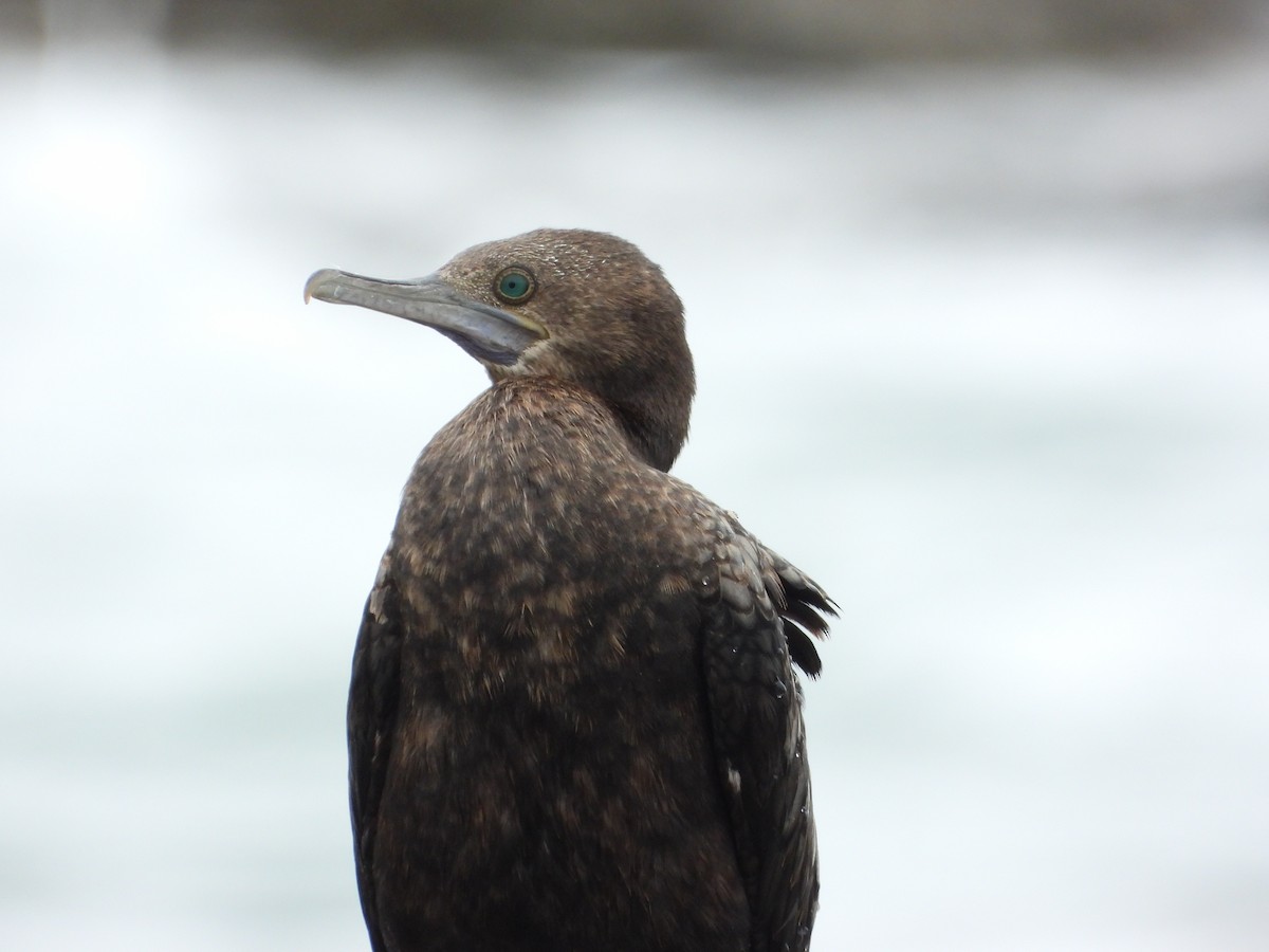 Little Black Cormorant - ML615243726