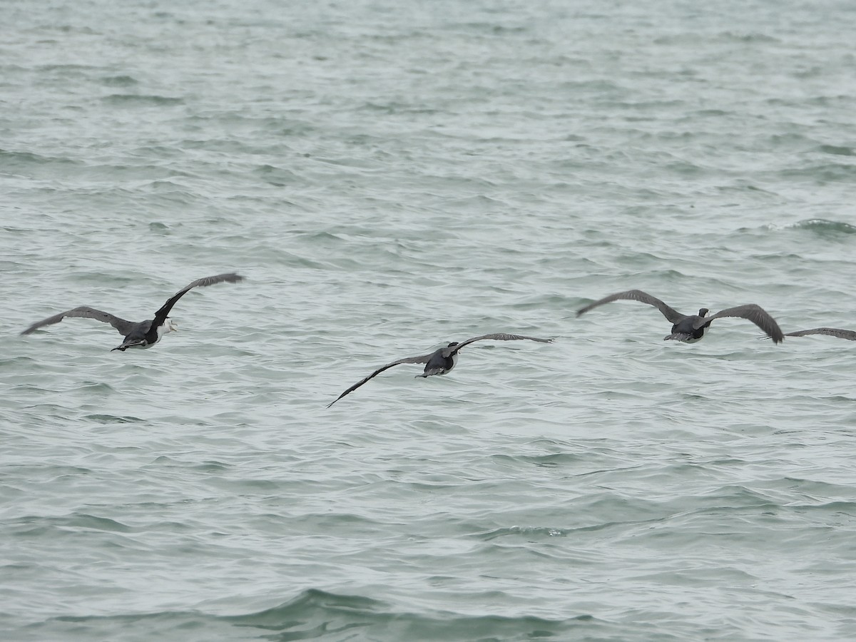 Pied Cormorant - ML615243728