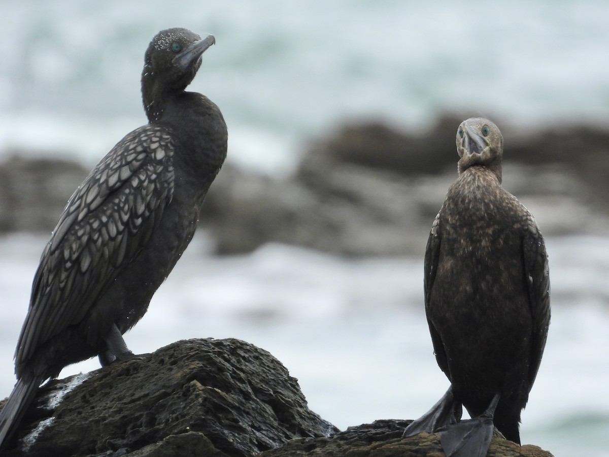 Little Black Cormorant - ML615243729