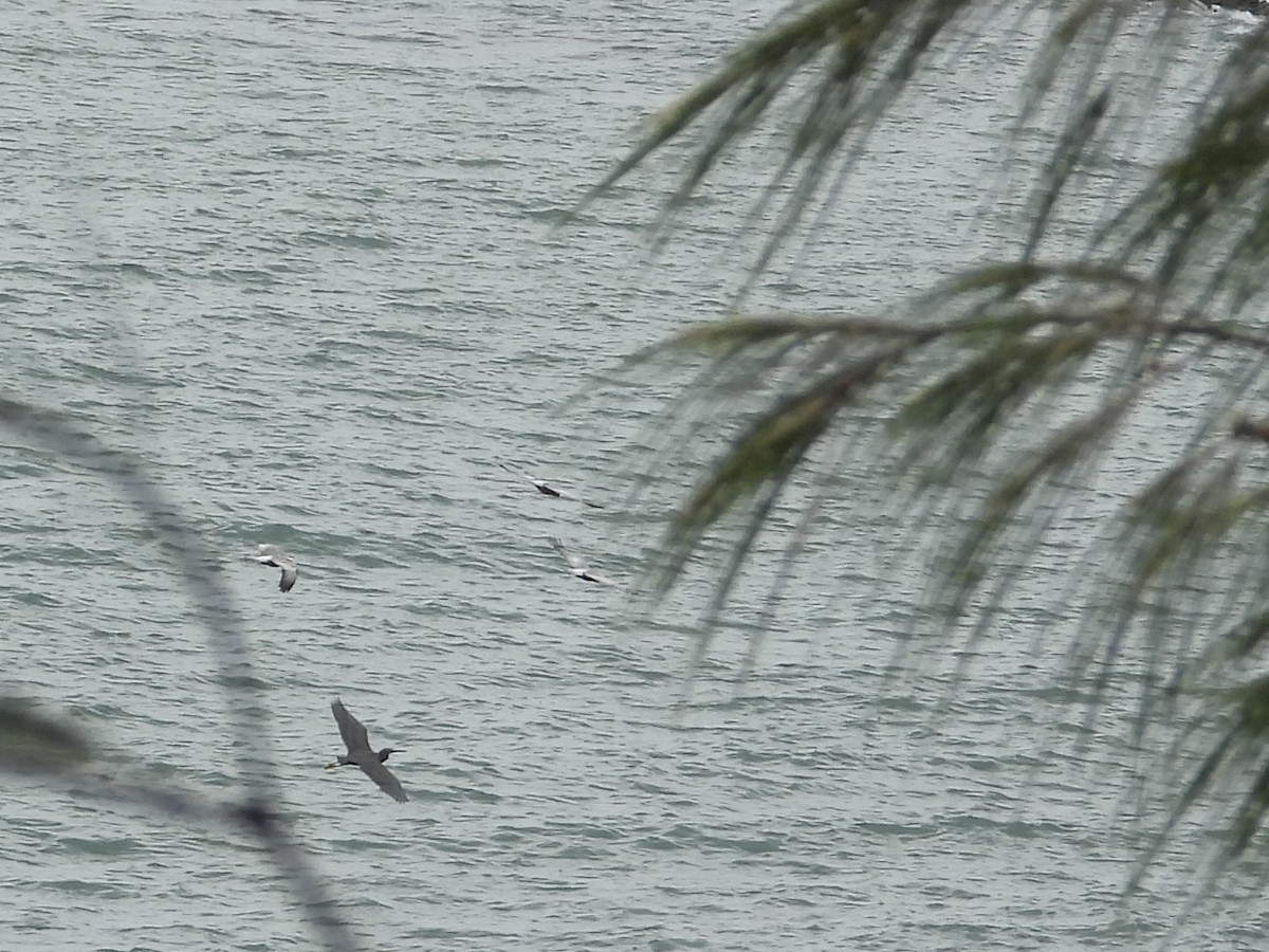 Pacific Reef-Heron - ML615243733
