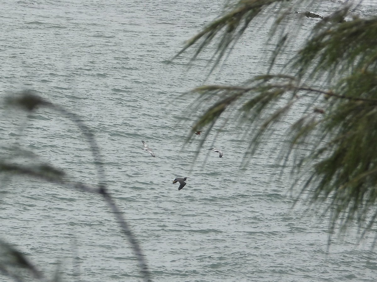 Pacific Reef-Heron - ML615243734