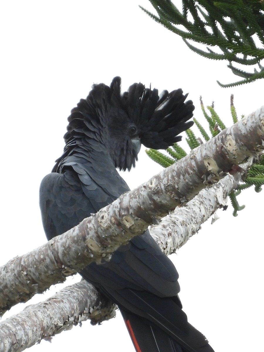 Red-tailed Black-Cockatoo - ML615243735