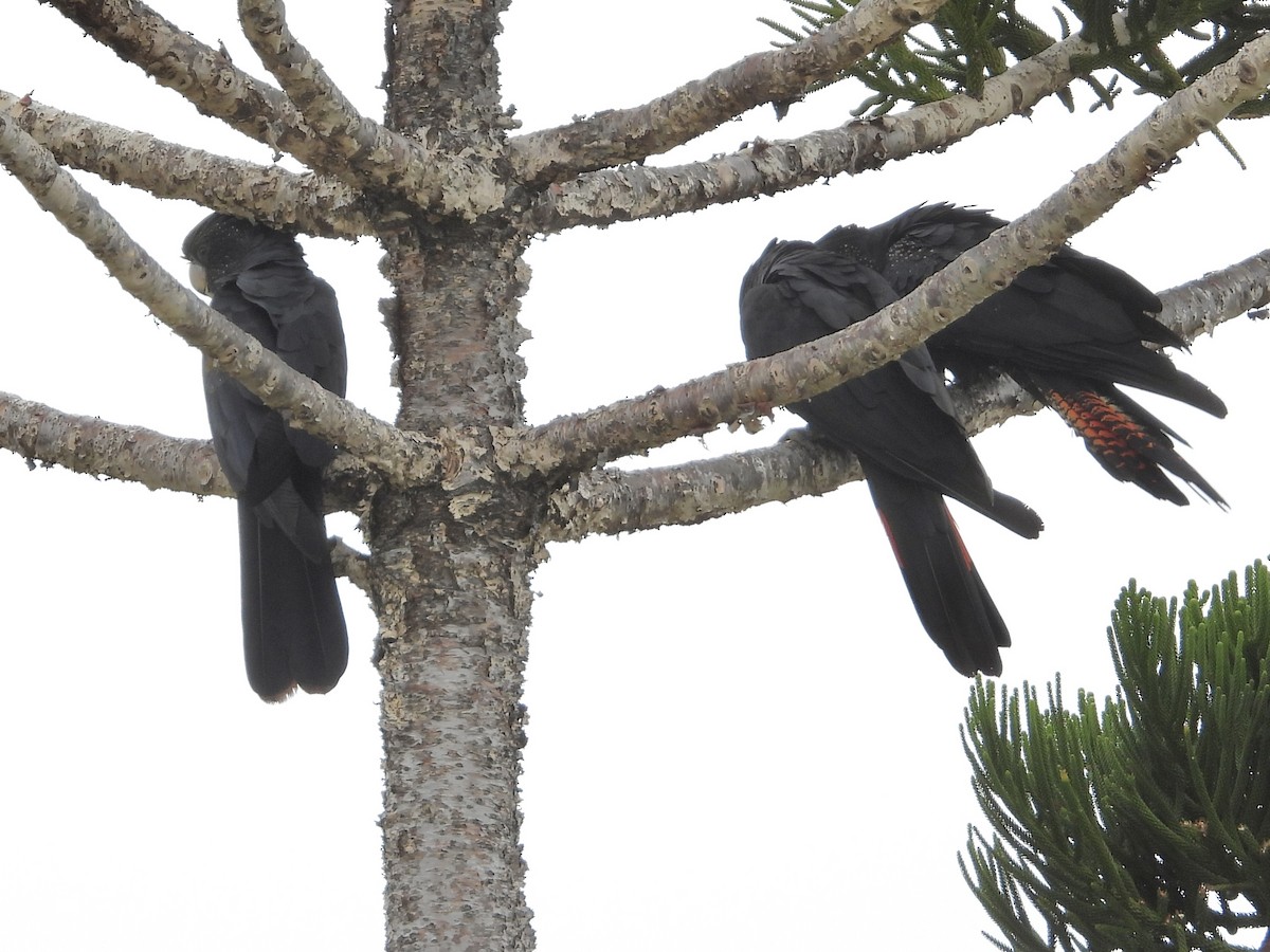 Red-tailed Black-Cockatoo - ML615243736