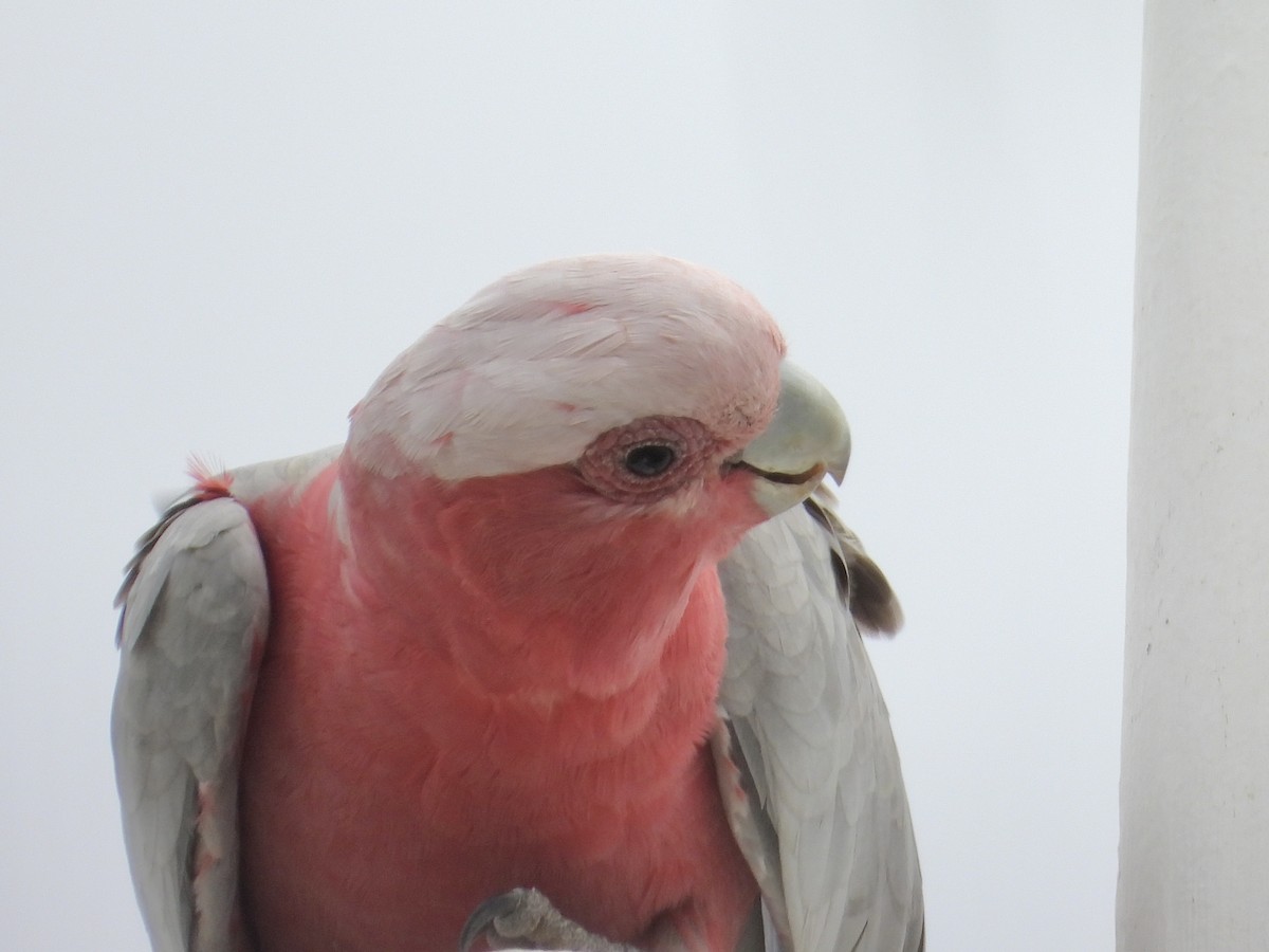Galah - ML615243741