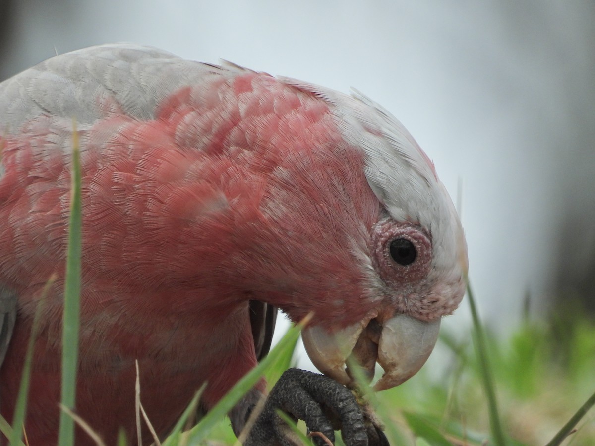 Galah - ML615243742