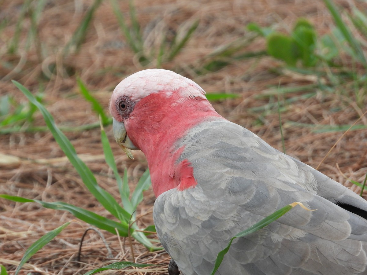 Galah - ML615243743