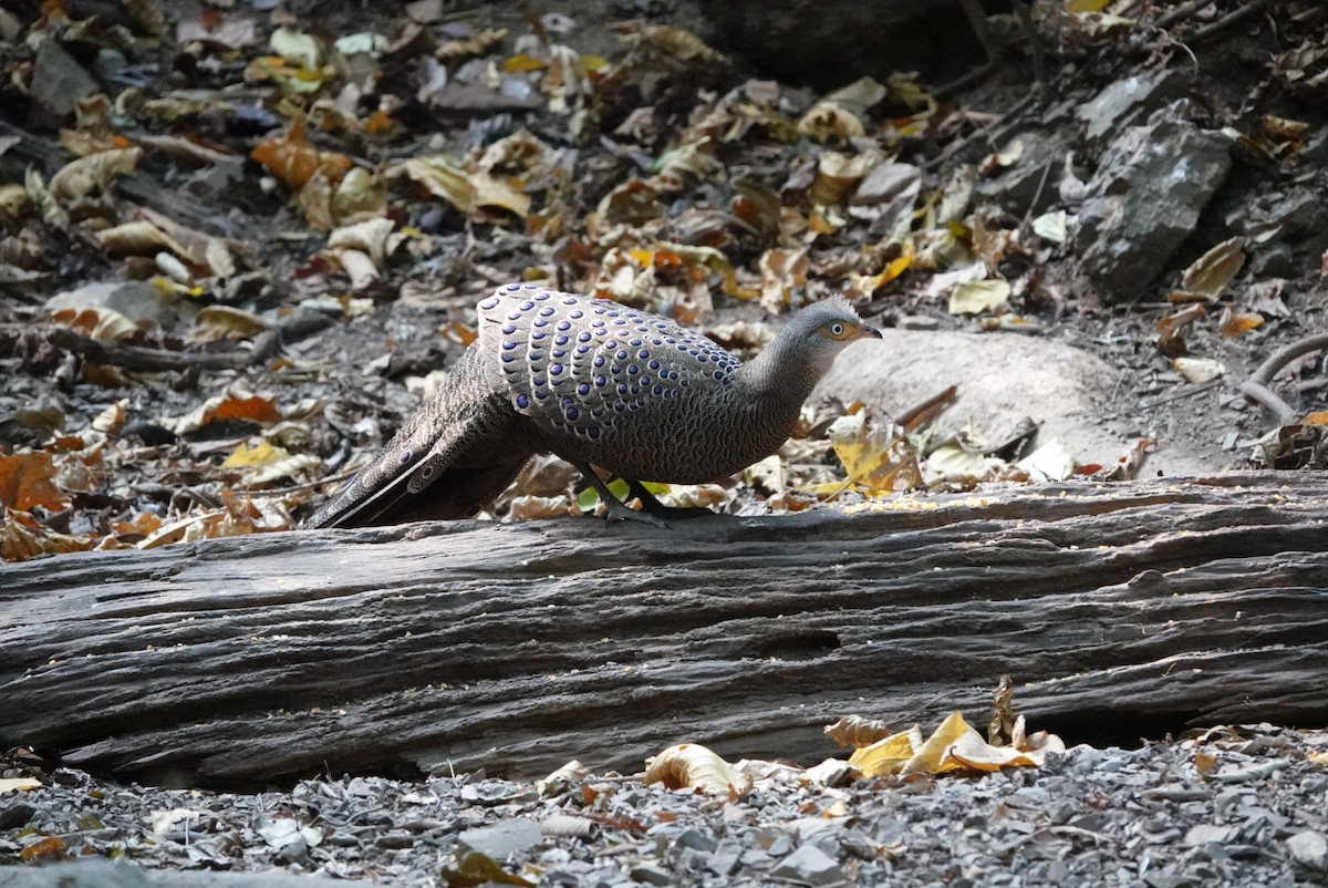 Gray Peacock-Pheasant - Mark Camilleri