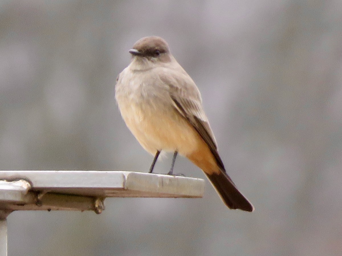 Say's Phoebe - George Poscover