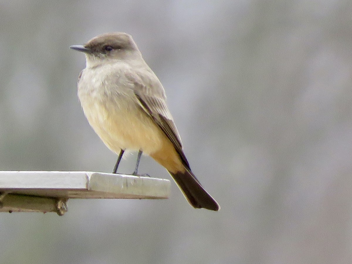 Say's Phoebe - George Poscover