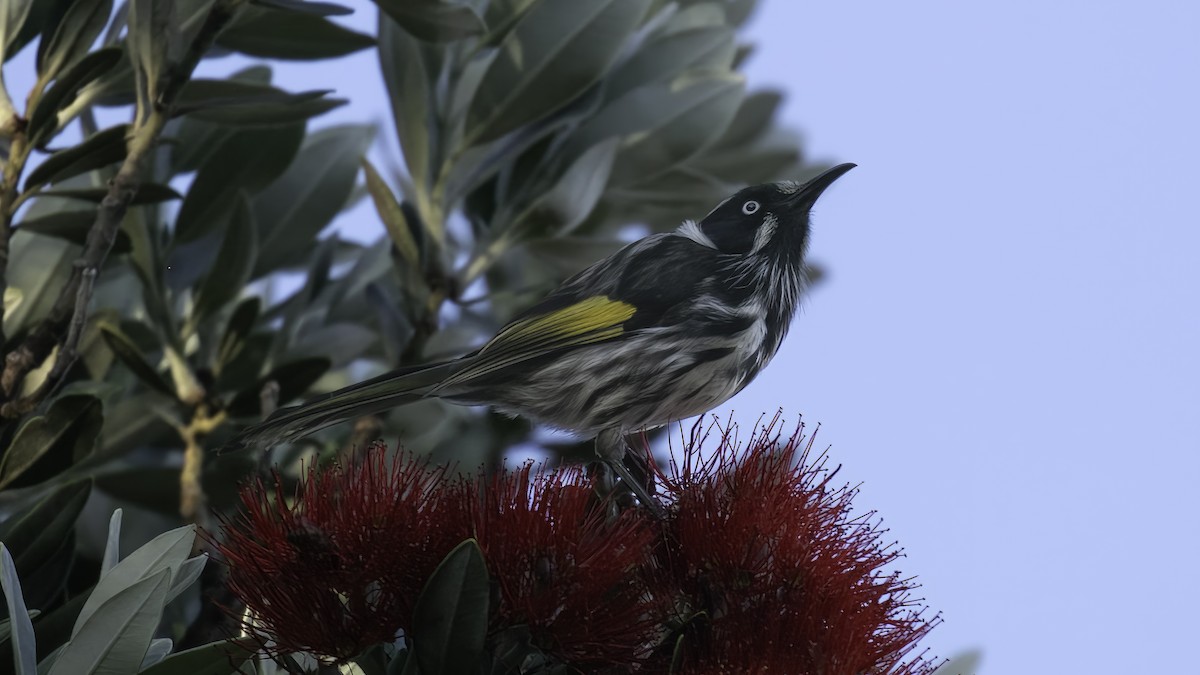 New Holland Honeyeater - Markus Craig