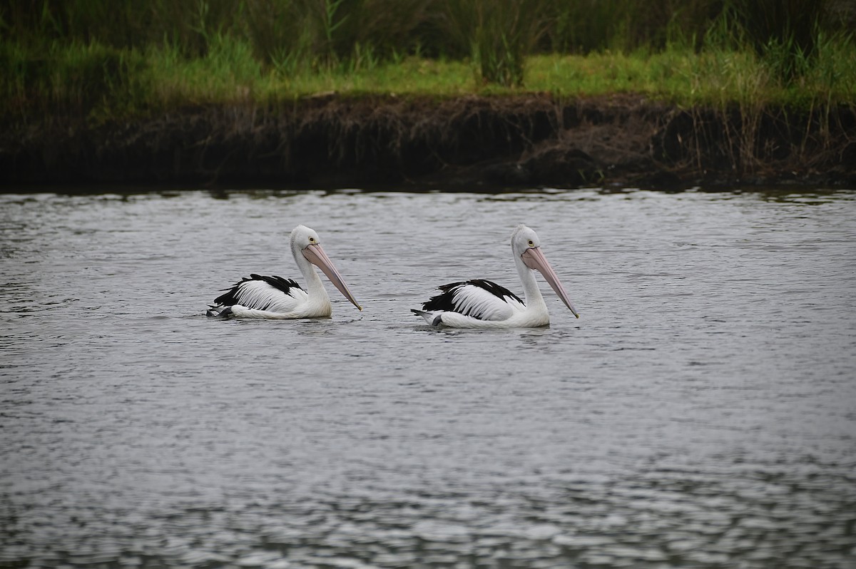 Australian Pelican - ML615243809